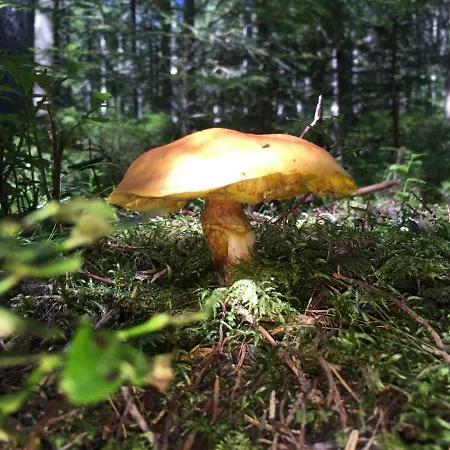 Gluehwuermchenhuette Und Romantikhuette *