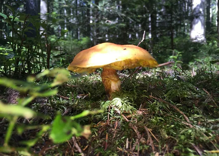 Gluehwuermchenhuette Und Romantikhuette *